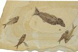 Beautiful Limestone with Five Fossil Fish - Wyoming #356771-2
